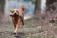 Goldens March 2018 Balcombe