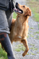 Goldens Training 2014