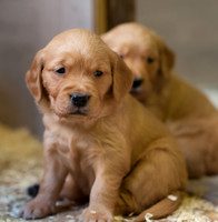 Hanwoodgold B Litter 18-May-18