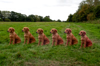 Hanwoodgold B-Litter 9-Sept-18