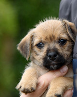 Puppies